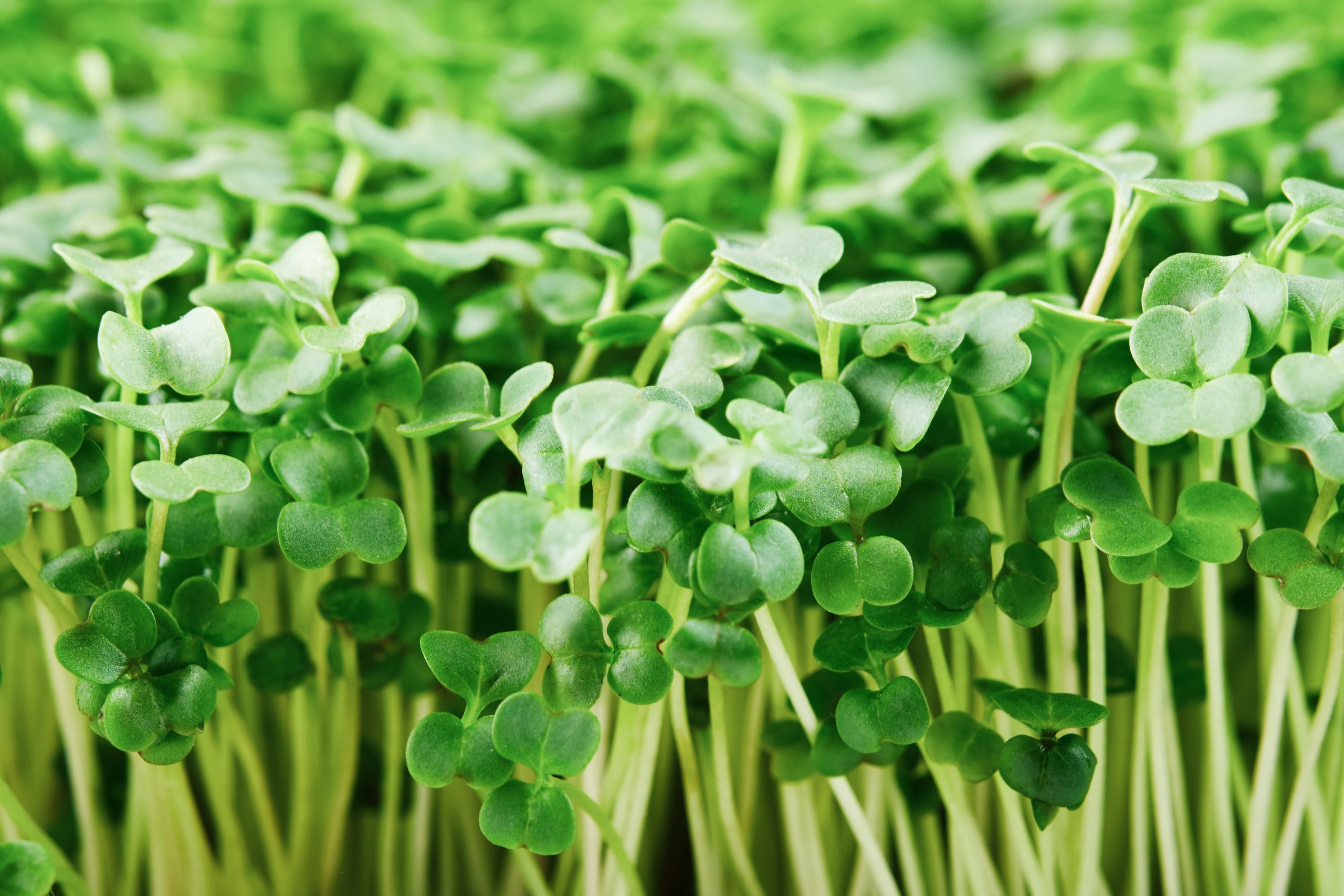 Histamine Levels in Sulforaphane